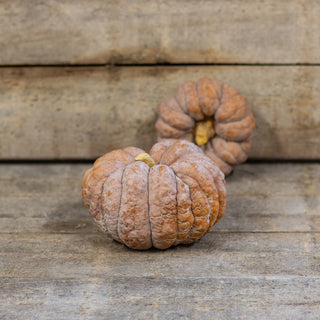 Muskatkürbis - Hidemi