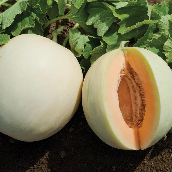 Melonensamen ‚Blenheim Orange‘ – Ca. 10 Samen, Samenfeste Honigmelone, Orangefarbenes Fruchtfleisch