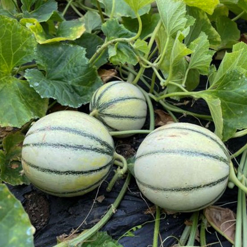 Onrijpe vruchten van Meloen Selene
