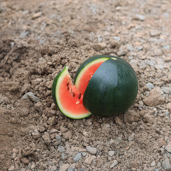 Wassermelone | Sugar Baby | Citrullus lanatus