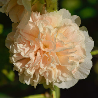 Stockrose - Chaters Salmon Chamois