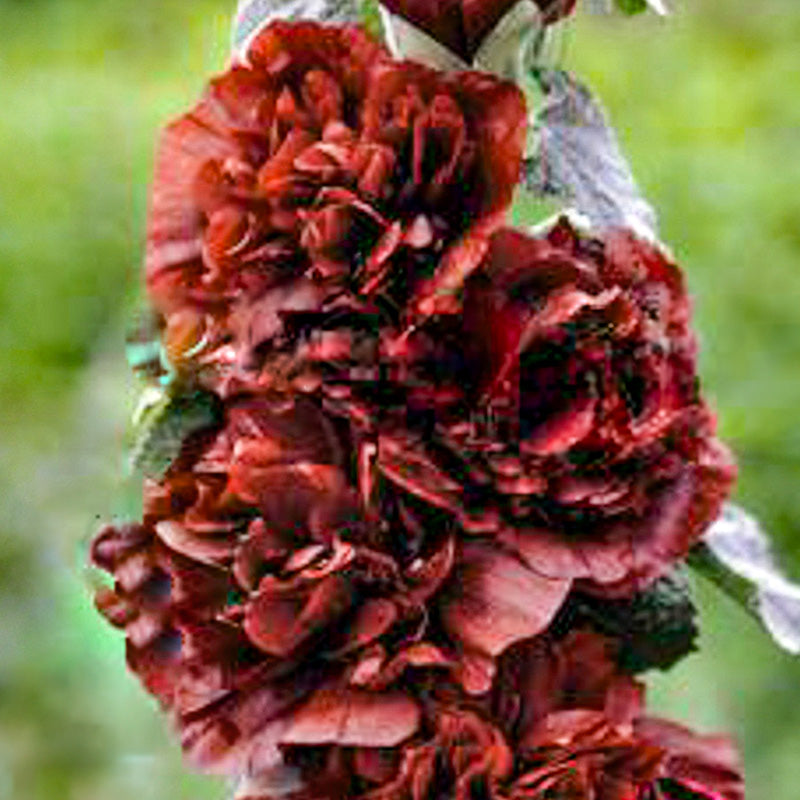 Stockrose - Chaters Chestnut Brown