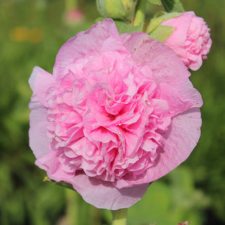 Stockrose - Chaters Pink