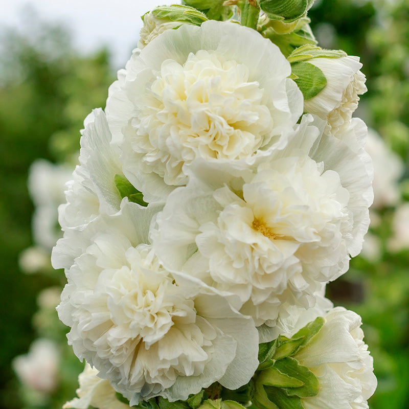 Stockrose - Chaters White