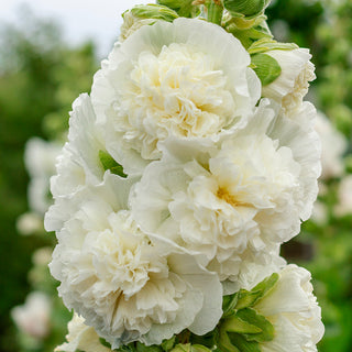 Stockrose - Chaters White