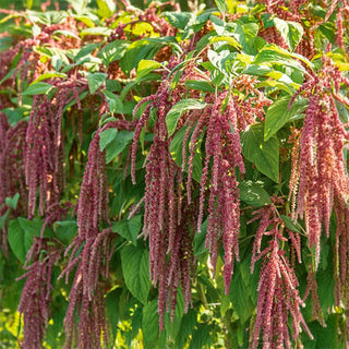 Garten-Fuchsschwanz - Coral Fountain