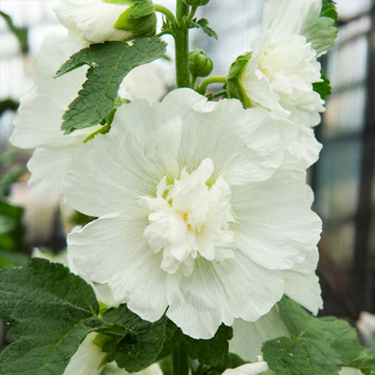Stockrose - Spring Celebrities White