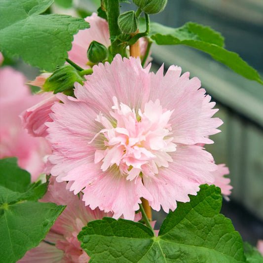 Stockrose - Spring Celebrities Pink