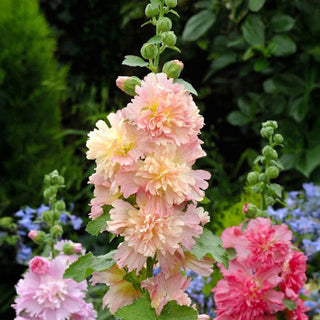 Stockrose - Spring Celebrities Apricot