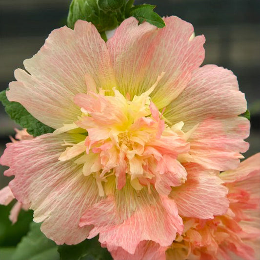 Stockrose - Spring Celebrities Apricot