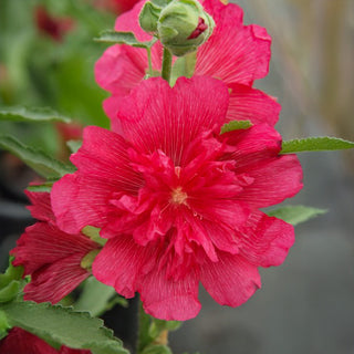 Stockrose - Spring Celebrities Rose