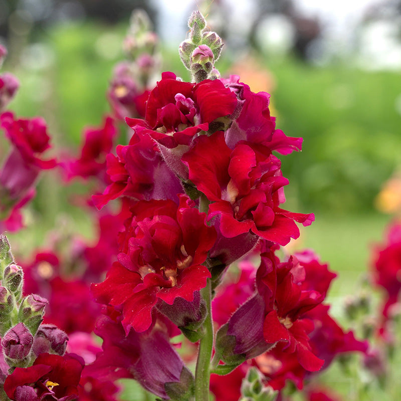 Madame Butterfly Red F1