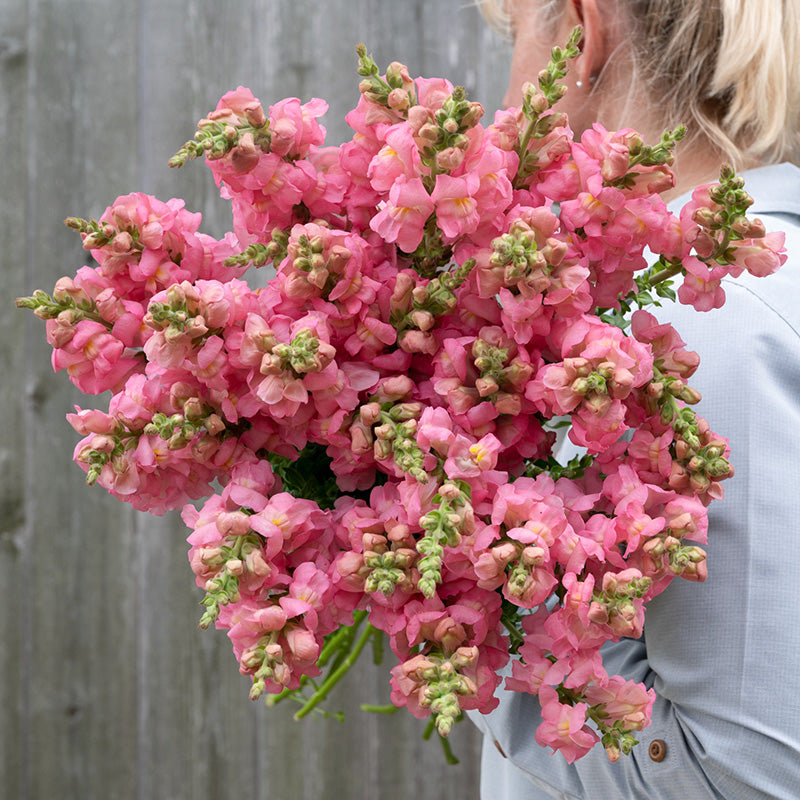 Antirrhinum Dark Pink 