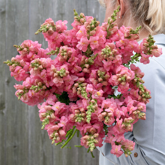 Antirrhinum Dark Pink 