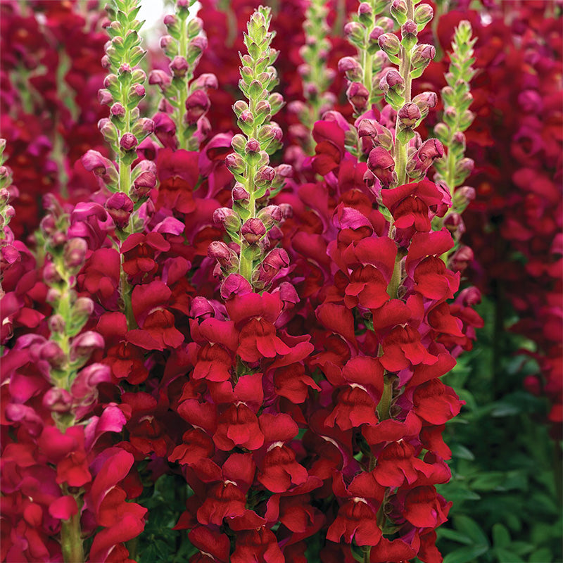 Antirrhinum Opus Red F1