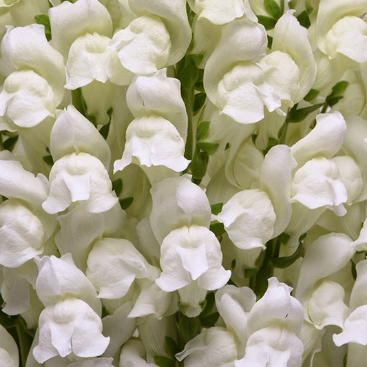 51955_800x800