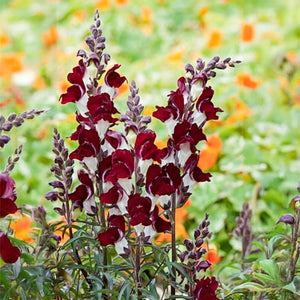 Leeuwenbek - Night & Day
