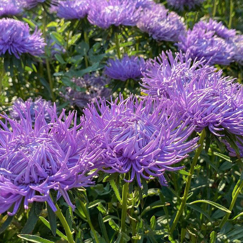 52239_1_800x800