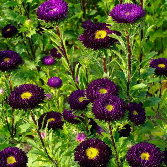 Zomeraster - QIS Matsumoto Blue