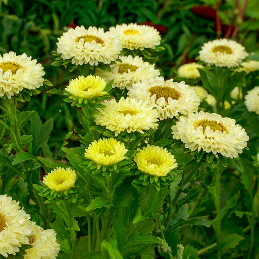 Callistephus QIS Matsumoto Yellow