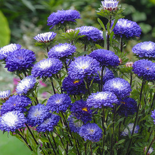 Callistephus QIS Matsumoto Blue Tipped White