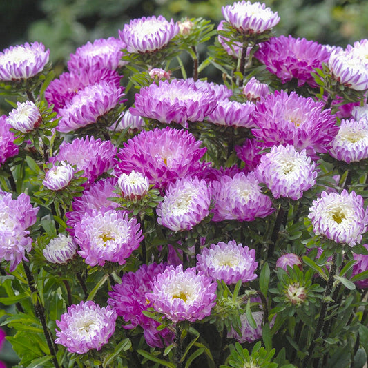 Callistephus QIS Matsumoto Pink Tipped White