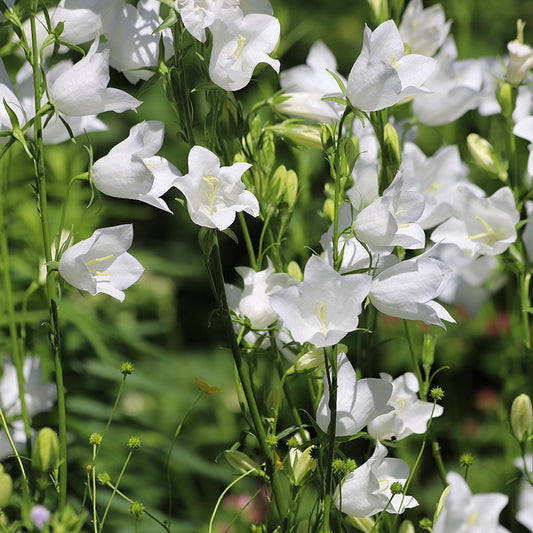Glockenblume - White Bells