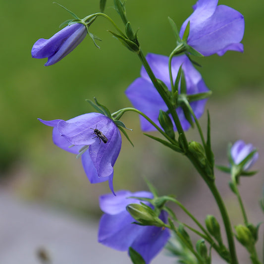 Glockenblume - Blue Bells