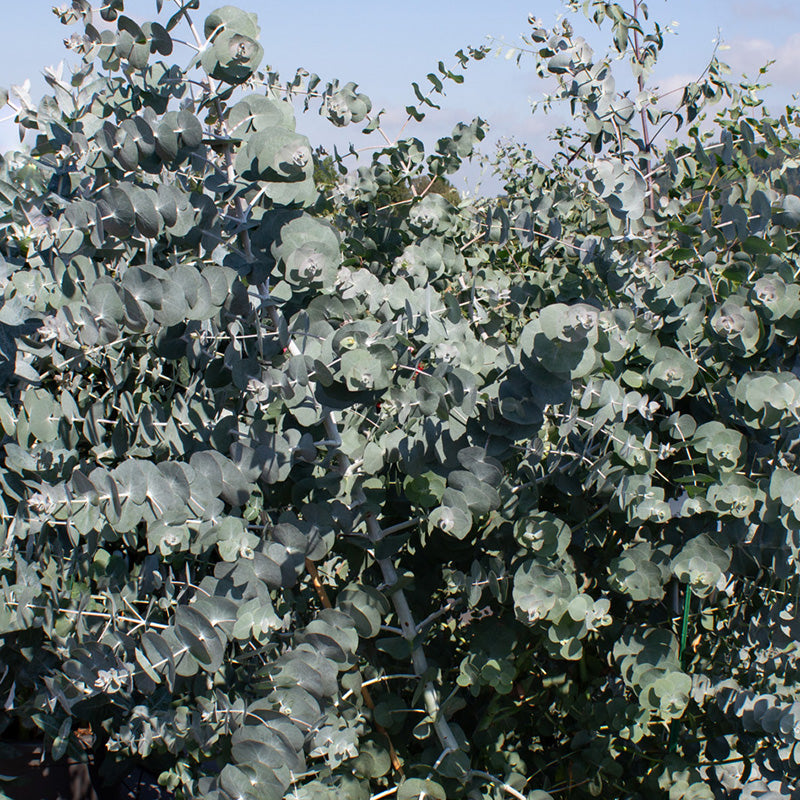 files/52292_800x800_bc79134a-45ff-4a8c-8d85-9075cf34e6e6.jpg