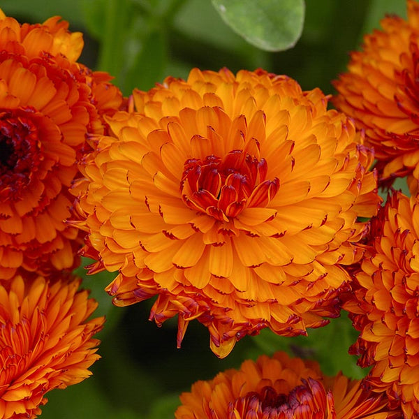Ringelblume 'Gitana-Mischung' Samen – Einjährig, Bunte Blüten Von Gelb Bis Orange, Für Garten & Schnittblumen