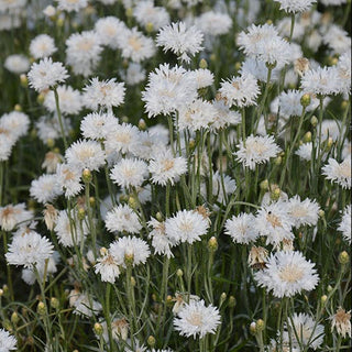 53331_800x800