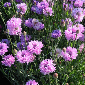 Korenbloem - Mauve Ball