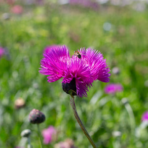 Keizerskorenbloem - Imperalis