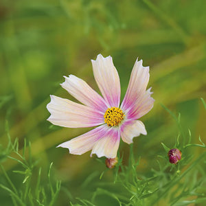 Cosmea - Apricot Lemonade
