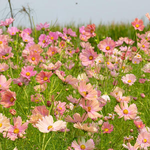 Cosmea - Apricotta