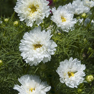 Cosmea - Double Click Snowpuff