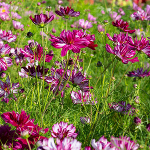 Cosmea - Double Click Bicolour Violet