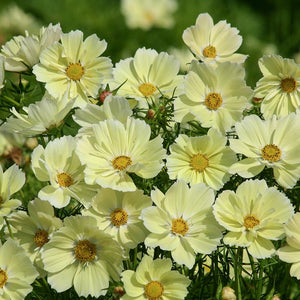 Cosmea - Xanthos