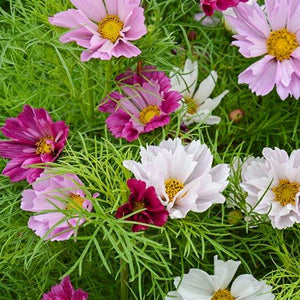 Cosmea - Cosmos Sea Shells