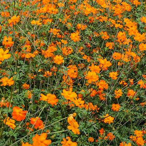 Cosmea - Sunset Orange
