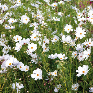 Cosmea - Purity