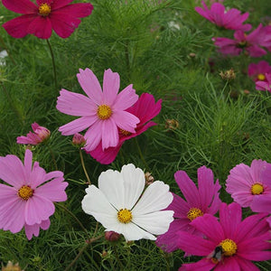 Cosmea - Early mix