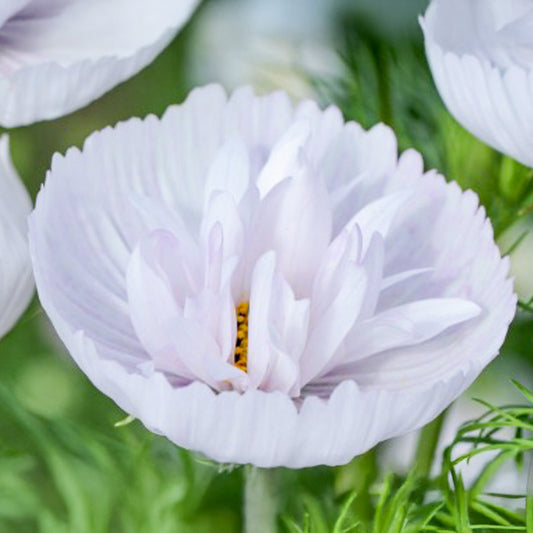 Cosmea - Cupcakes Blush