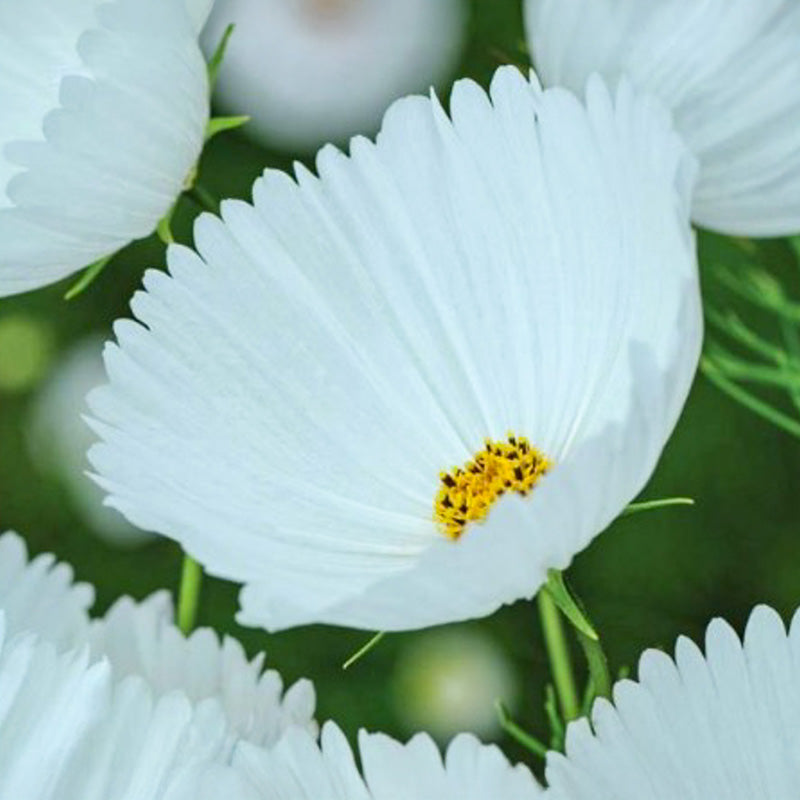 Cosmea - Cupcakes White