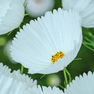 Cosmea - Cupcakes White