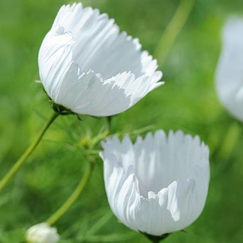 Cosmea - Cupcakes White