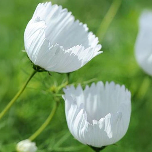 Cosmea - Cupcakes White
