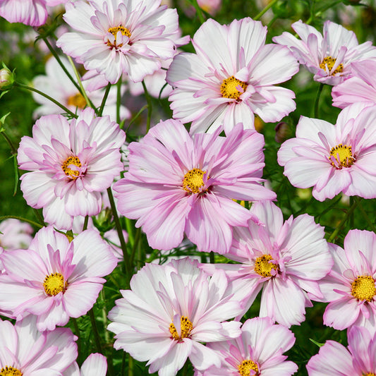 Cosmea - Cosimo Collarette