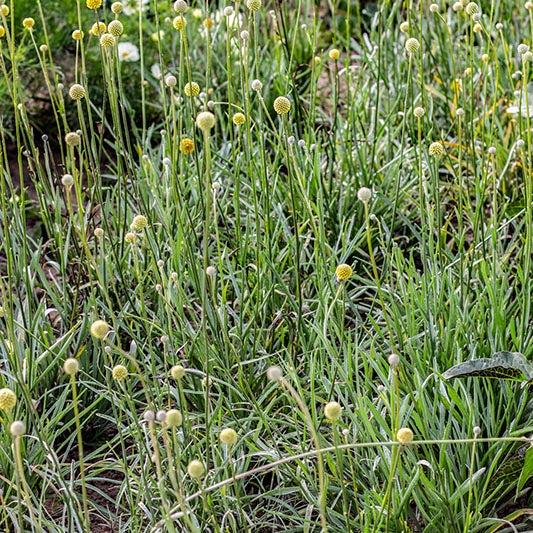 Trommelstokjes - Drumstick