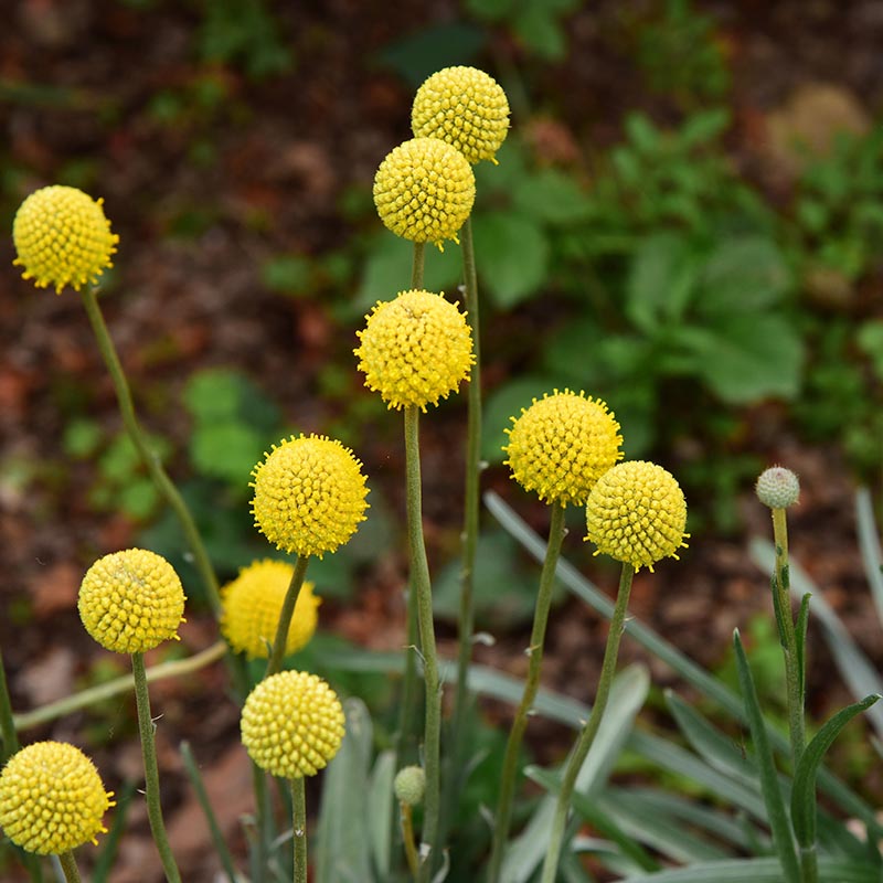 Trommelstokjes - Drumstick